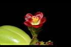 紅麻瘋樹-雄花17.JPG