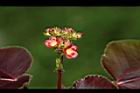 紅麻瘋樹-雄花18.JPG