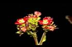 紅麻瘋樹-雄花21.JPG