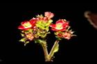 紅麻瘋樹-雄花22.JPG