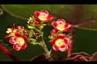 紅麻瘋樹-雄花24.JPG
