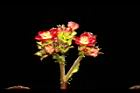 紅麻瘋樹-雄花25.JPG
