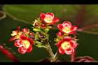 紅麻瘋樹-雄花26.JPG