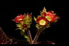 紅麻瘋樹-雌花03.JPG