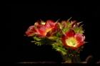 紅麻瘋樹-雌花06.JPG