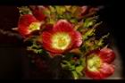 紅麻瘋樹-雌花11.JPG