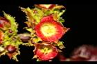 紅麻瘋樹-雌花13.JPG
