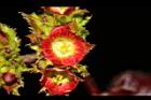 紅麻瘋樹-雌花14.JPG