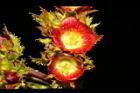 紅麻瘋樹-雌花16.JPG