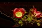 紅麻瘋樹-雌花17.JPG