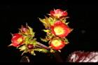紅麻瘋樹-雌花序00.JPG