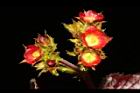 紅麻瘋樹-雌花序01.JPG
