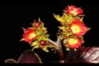 紅麻瘋樹-雌花序02.JPG