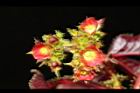 紅麻瘋樹-雌花序03.JPG