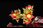 紅麻瘋樹-雌花序04.JPG