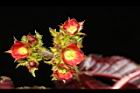 紅麻瘋樹-雌花序05.JPG
