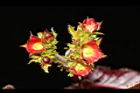 紅麻瘋樹-雌花序06.JPG