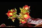 紅麻瘋樹-雌花序07.JPG