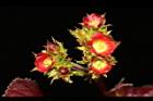 紅麻瘋樹-雌花序08.JPG