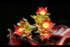 紅麻瘋樹-雌花序09.JPG
