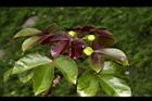 紅麻瘋樹14.JPG