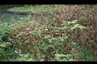 紅蓼-枯株05.jpg