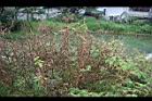 紅蓼-枯株06.jpg