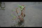 紅蓼-殘莖0.jpg