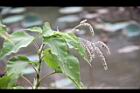 紅蓼-花序00.JPG