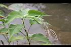 紅蓼-花序03.JPG