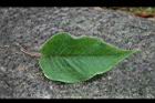 紅蓼-葉正00.jpg