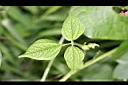 紅豆-嫩葉1.jpg