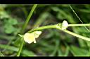 紅豆-花0.jpg