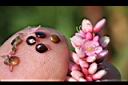 紅辣蓼-種子02.jpg