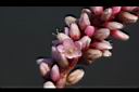 紅辣蓼-花08.jpg