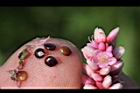 紅辣蓼-種子03.jpg