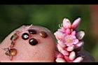 紅辣蓼-種子04.jpg