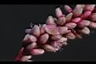 紅辣蓼-花00.jpg