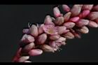 紅辣蓼-花01.jpg