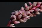 紅辣蓼-花02.jpg