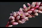 紅辣蓼-花04.jpg