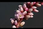 紅辣蓼-花06.jpg