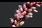紅辣蓼-花07.jpg