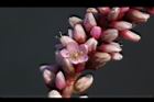 紅辣蓼-花10.jpg