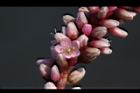 紅辣蓼-花11.jpg