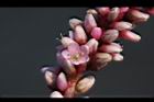 紅辣蓼-花12.jpg
