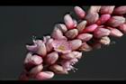 紅辣蓼-花13.jpg