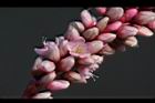 紅辣蓼-花14.jpg
