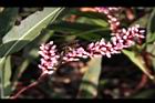 紅辣蓼-花穗02.jpg