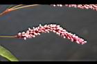 紅辣蓼-花穗03.jpg